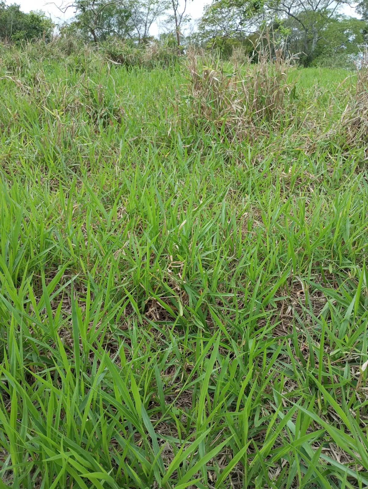 Terreno em Aracruz com nascente e casa