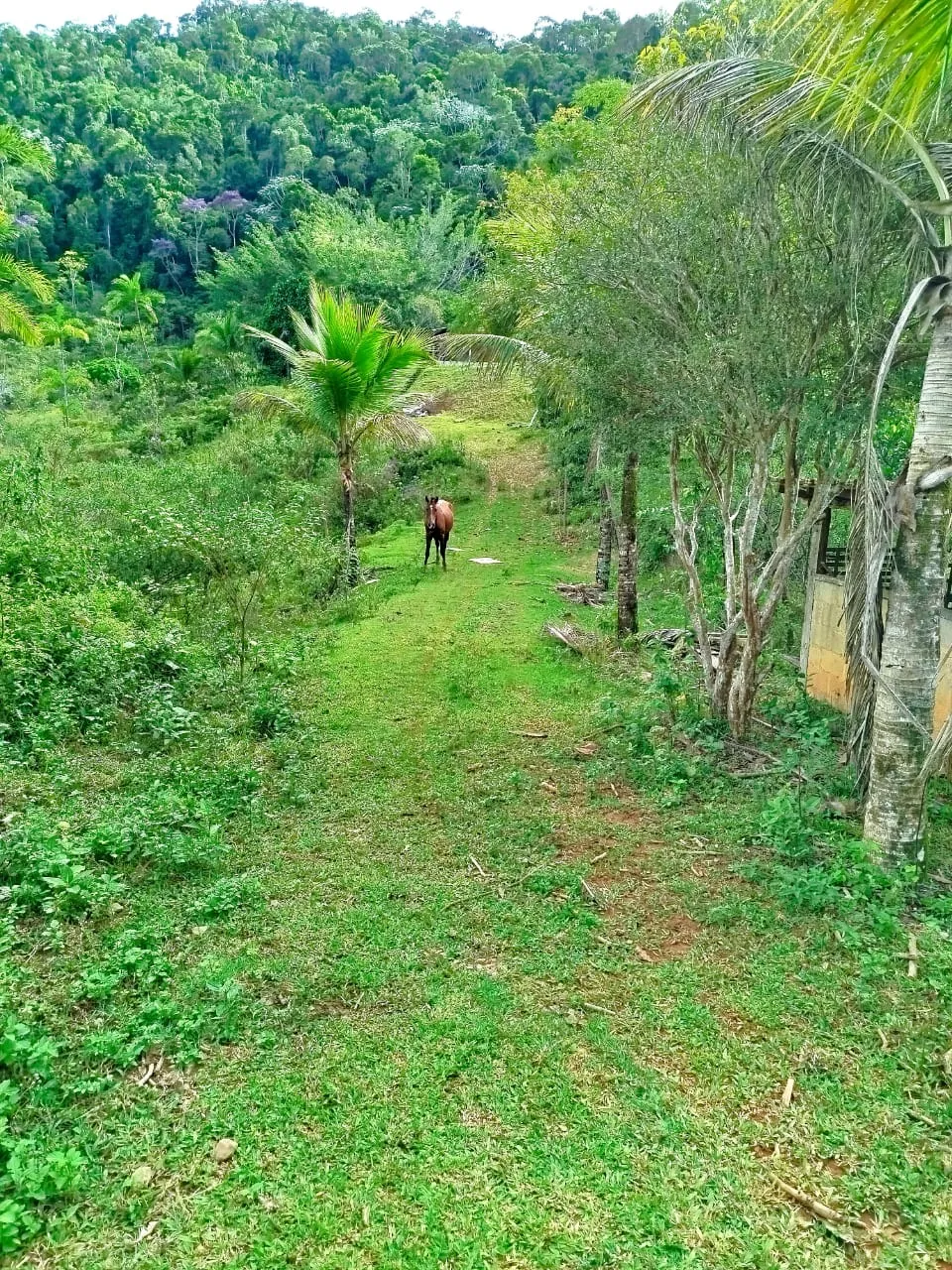 Terreno em Ibiraçu com nascente