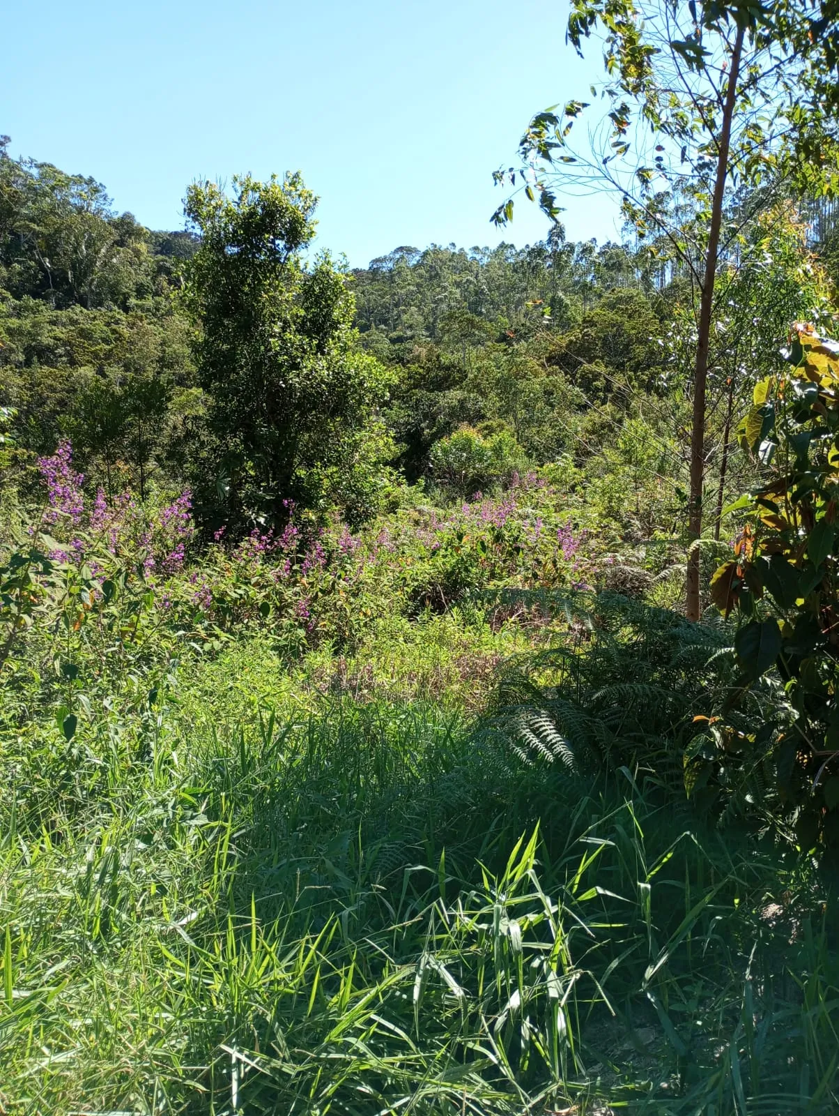 Fazenda em Santa Teresa