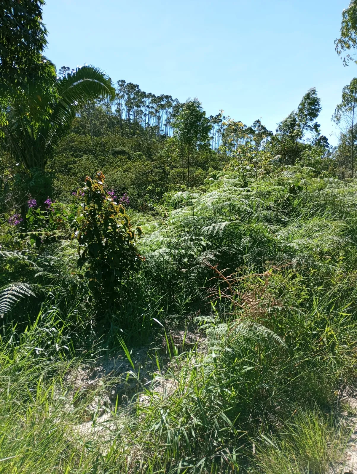 Vista adicional da fazenda em Santa Teresa