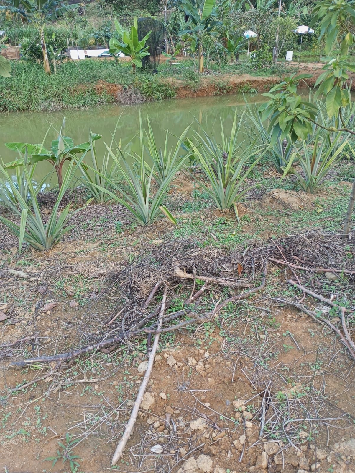 Miniatura: Lagoa cercada por área verde e plantio de abacaxi em Aracruz