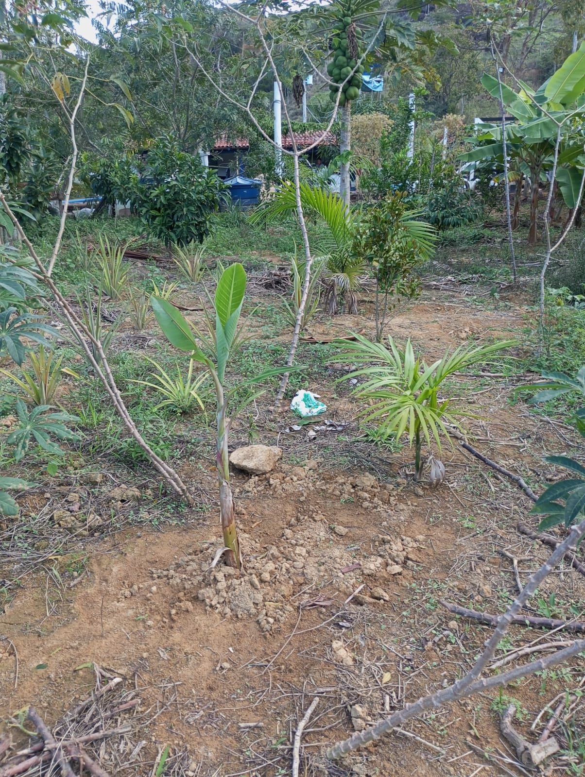 Miniatura: Árvores frutíferas e vegetação cultivada no terreno em Aracruz