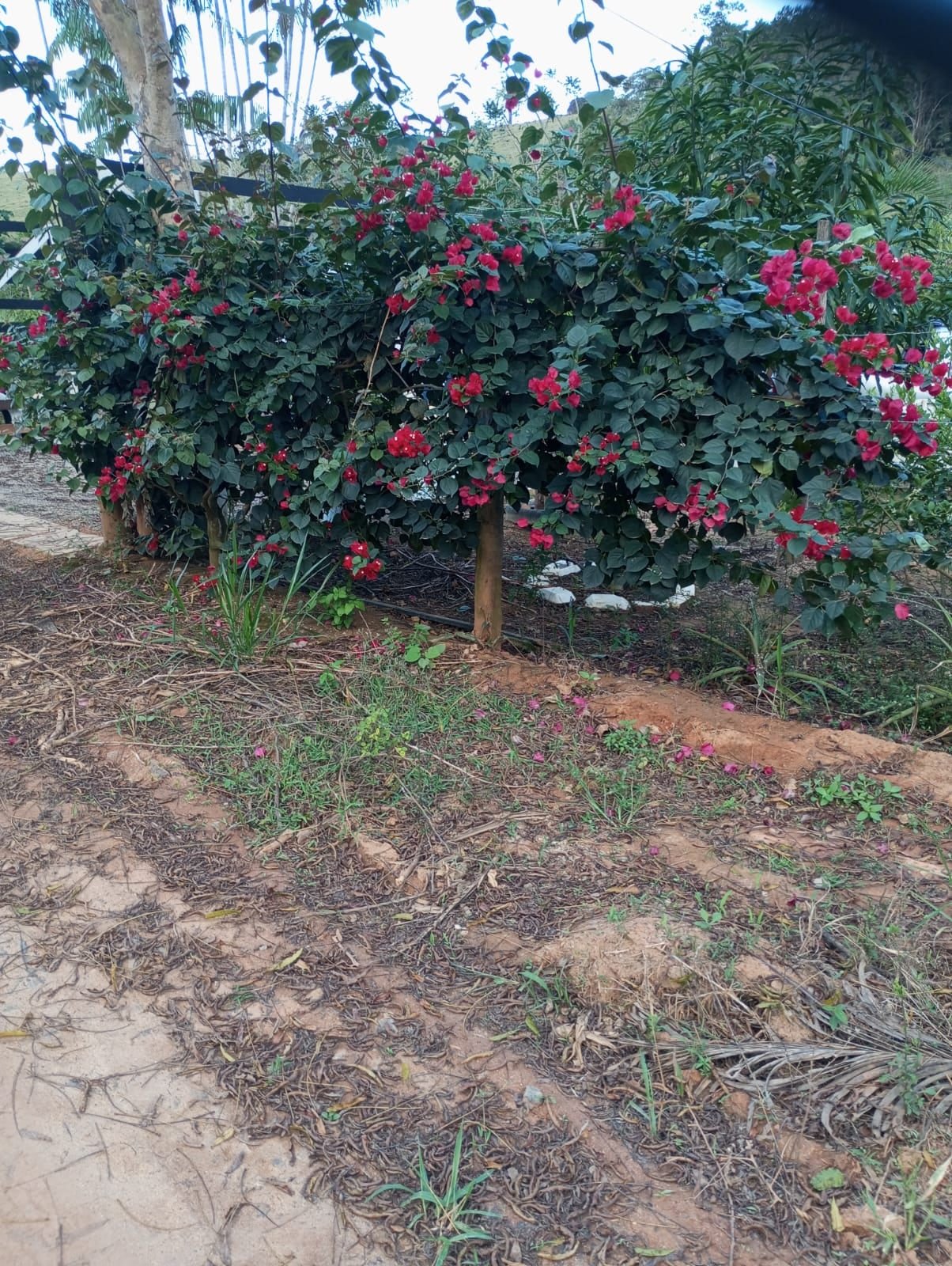 Miniatura: Bougainvillea e paisagismo próximo ao cercamento da propriedade