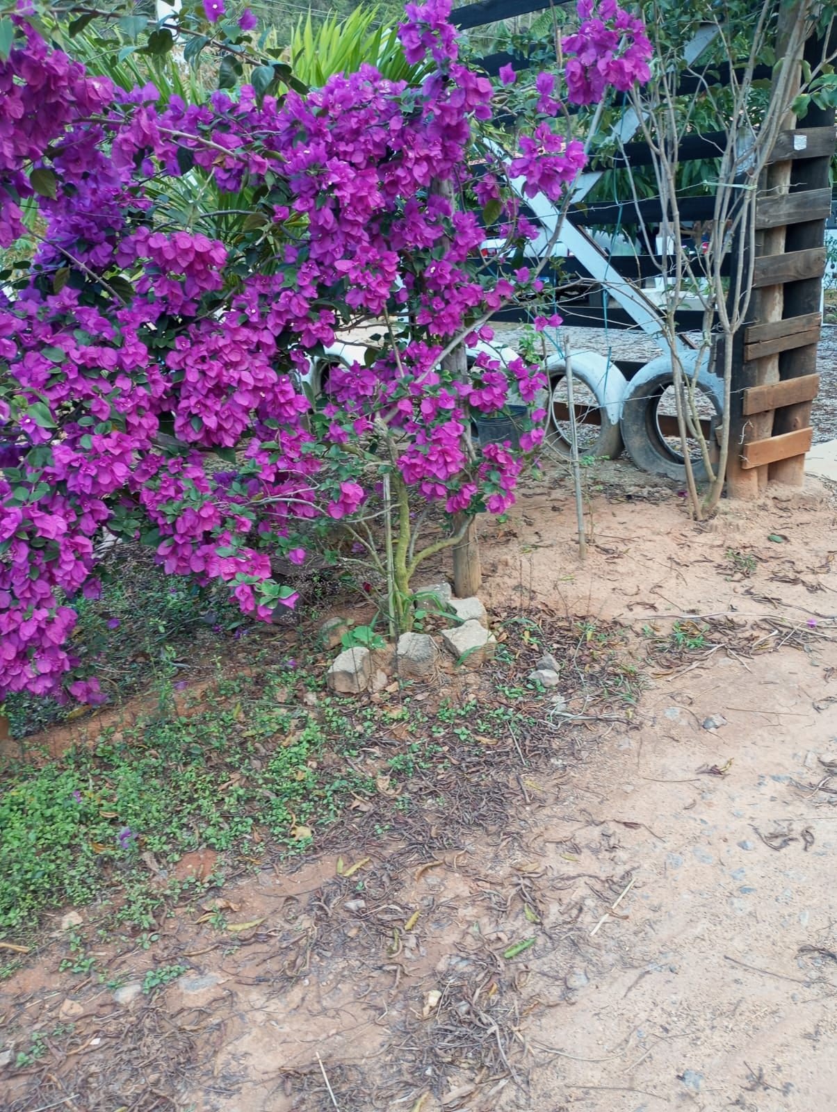 Miniatura: Flores e vegetação ornamental no entorno do terreno rural