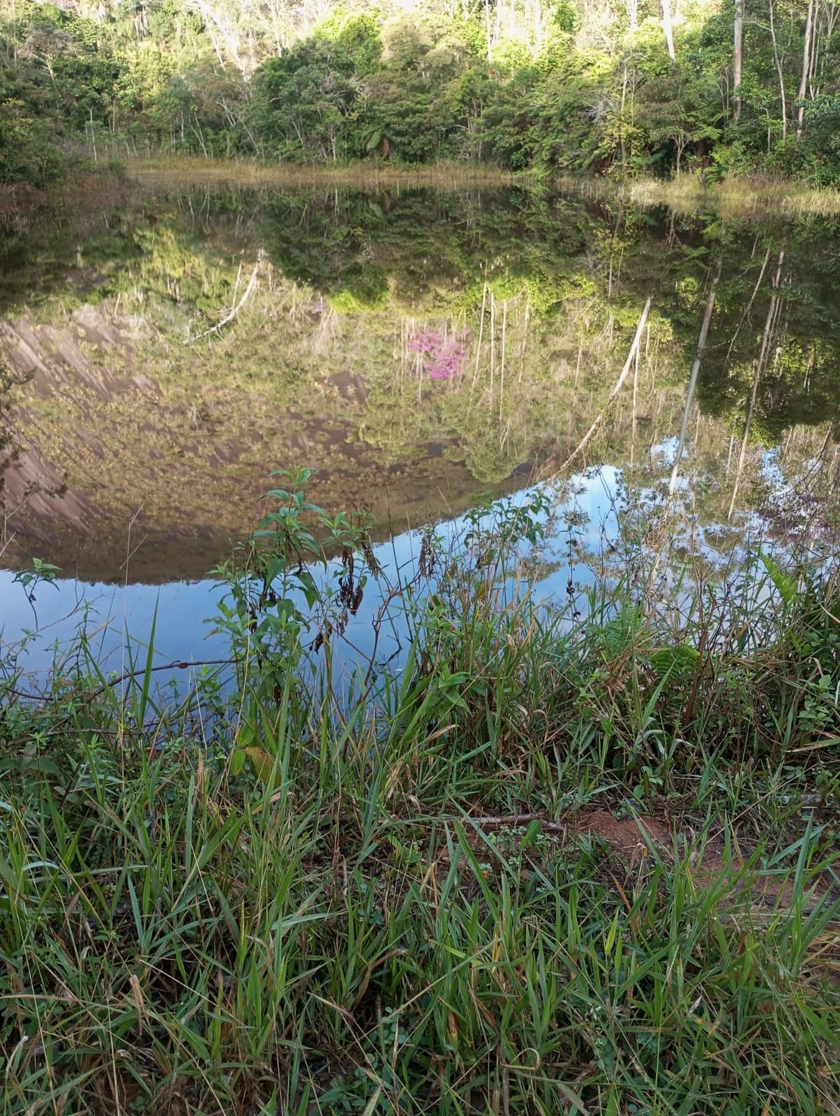 Miniatura: Vegetação e margem da lagoa em Ibiraçu