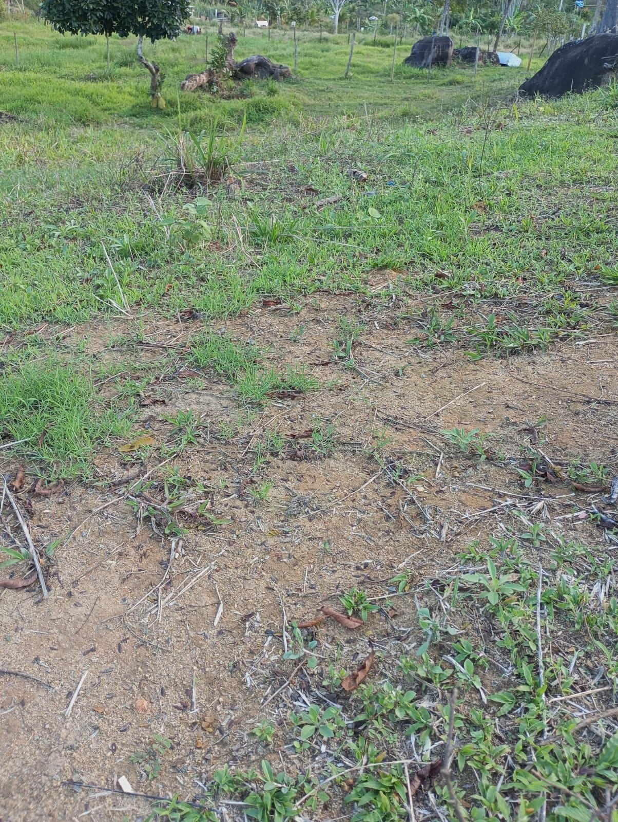 Miniatura: Pesqueiro visto a partir da área de apoio