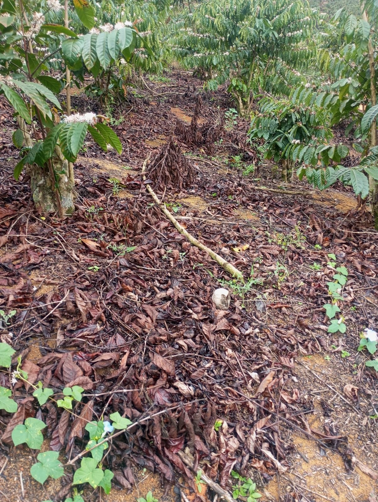 Lavoura de café em produção na encosta de Santa Teresa
