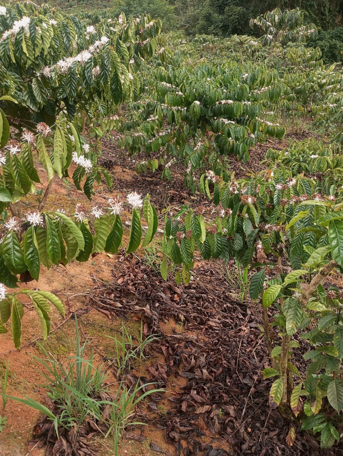 Miniatura: Fileiras de cafeeiros acompanhando o relevo da área