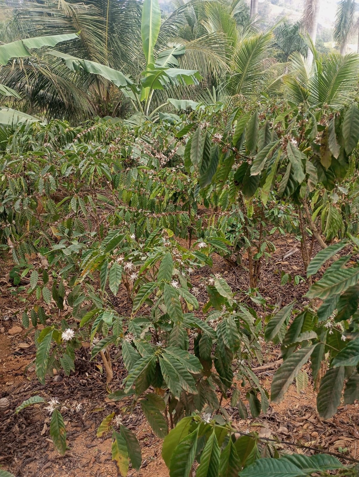 Miniatura: Detalhe dos cafeeiros com florada na área rural