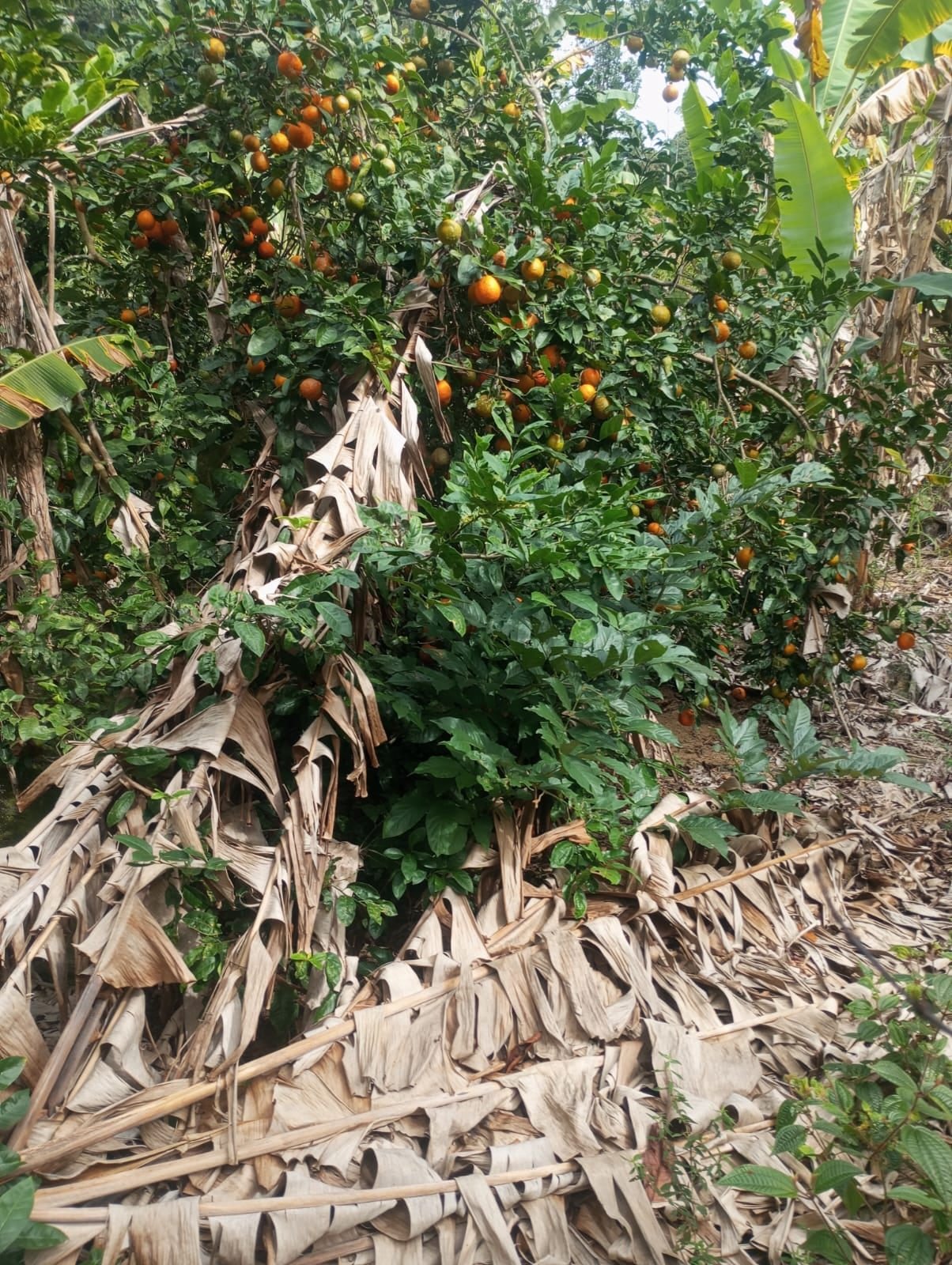 Árvore frutífera com frutos em área rural no sentido de Santa Teresa