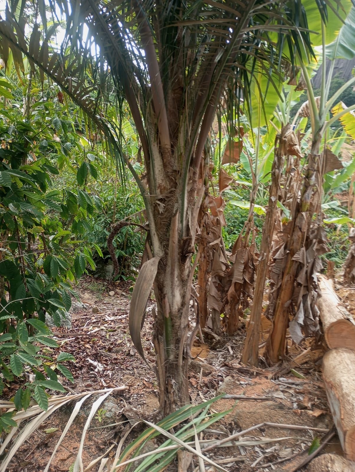 Miniatura: Vegetação frutífera e bananeiras no terreno rural