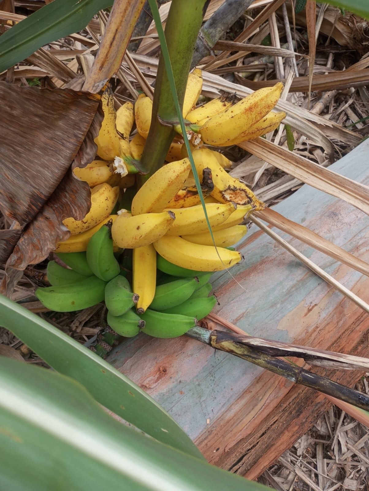 Miniatura: Cacho de bananas em área rural no sentido de Santa Teresa