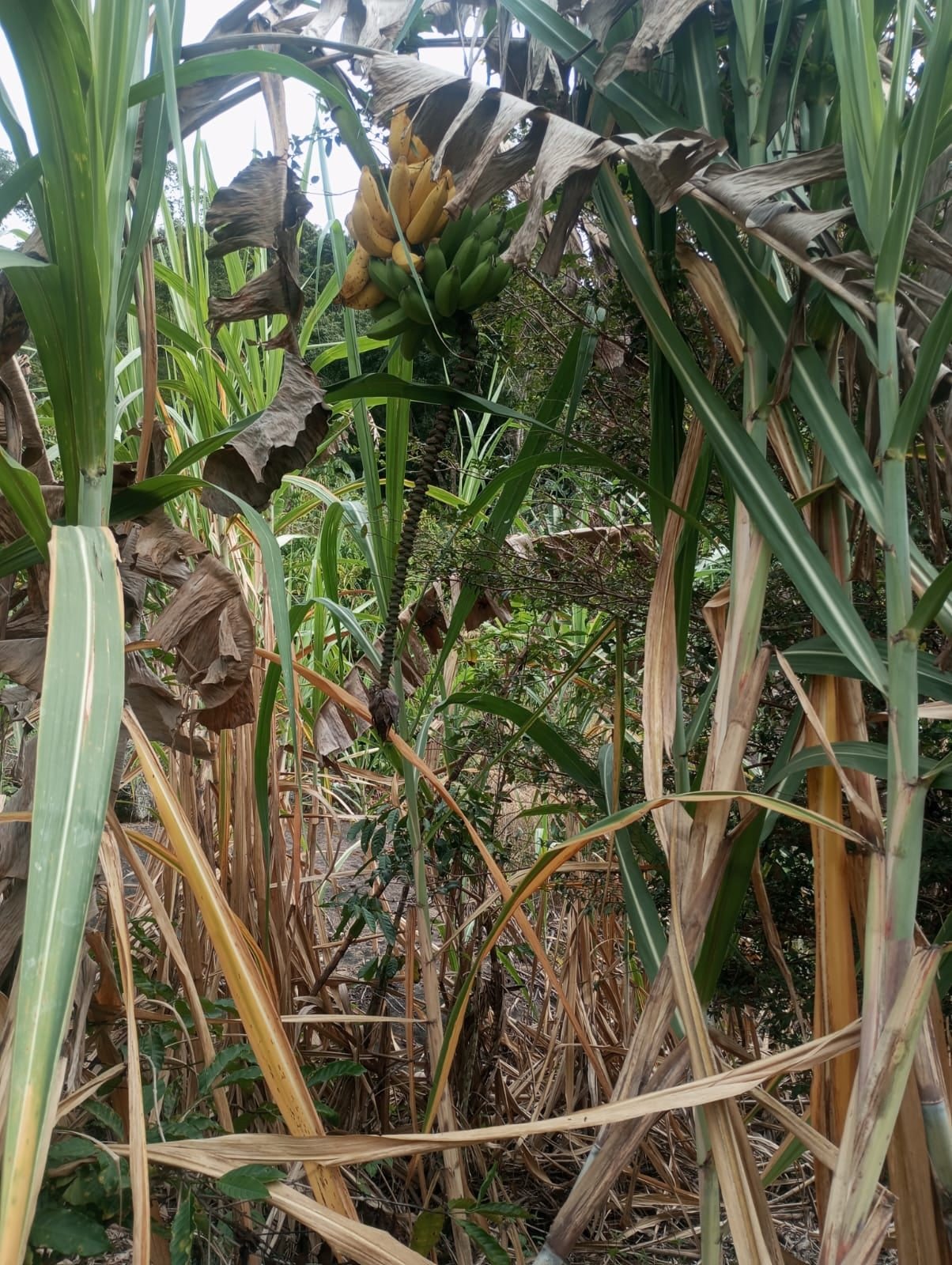 Miniatura: Bananeiras e árvores no terreno rural em área de Santa Teresa