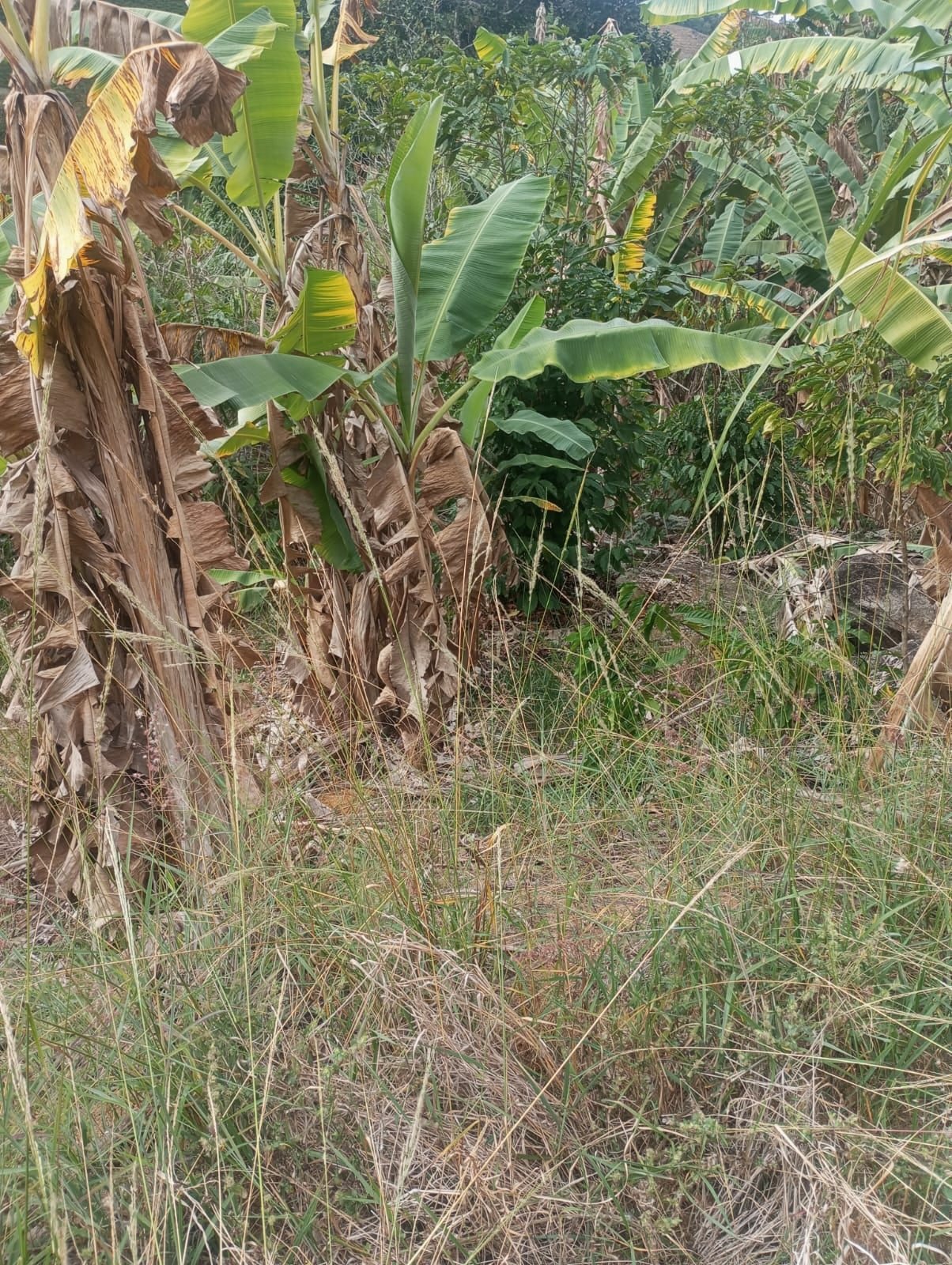 Miniatura: Vegetação densa junto às áreas abertas do terreno rural