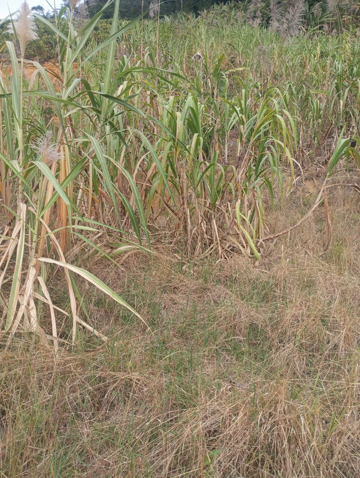 Miniatura: Área aberta com capim e vegetação no terreno rural